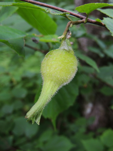 Corylus cornuta var. californica