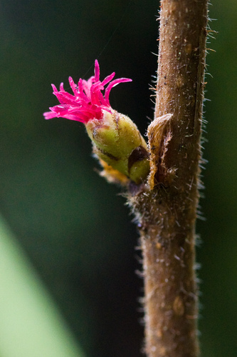 Corylus cornuta var. californica (California hazel) — photo