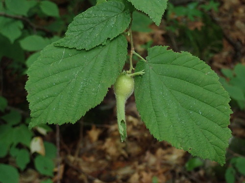 Corylus cornuta var. californica (California hazel) — photo