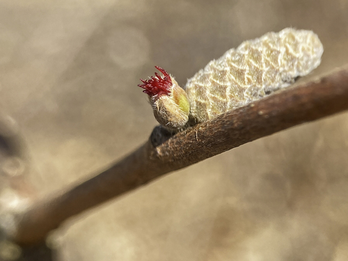 Corylus cornuta