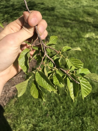 Corylus fargesii (Pi zhen ye zhen) — photo