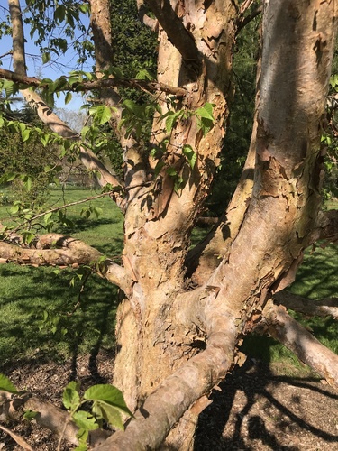 Corylus fargesii (Pi zhen ye zhen) — photo