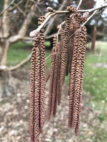 Corylus fargesii