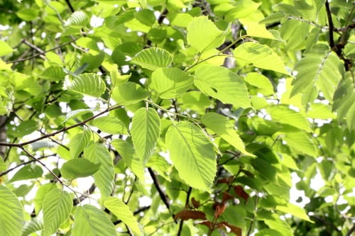 Corylus ferox (Himalayan hazel) — photo