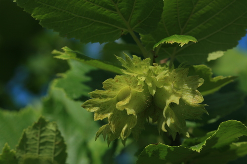 Corylus heterophylla (Siberian filbert) — photo