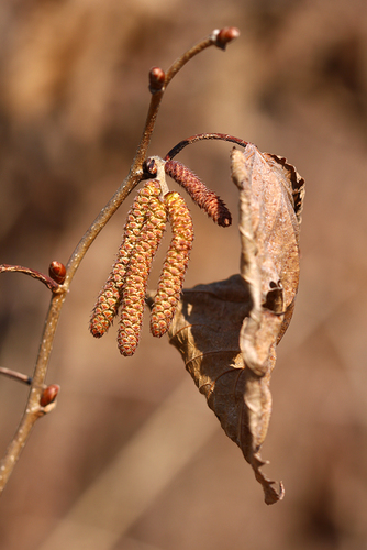 Corylus heterophylla (Siberian filbert) — photo