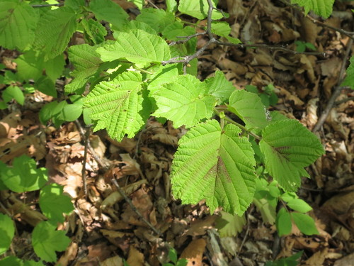 Corylus heterophylla