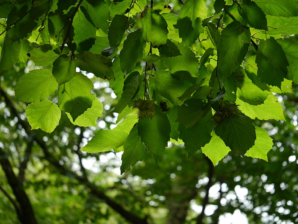 Corylus jacquemontii (Indian tree hazel) — photo