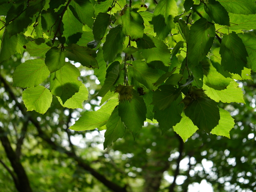 Corylus jacquemontii