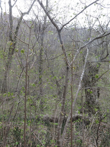 Corylus mandshurica (Manchurian hazel nut) — photo