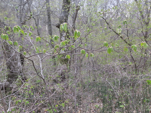 Corylus mandshurica (Manchurian hazel nut) — photo