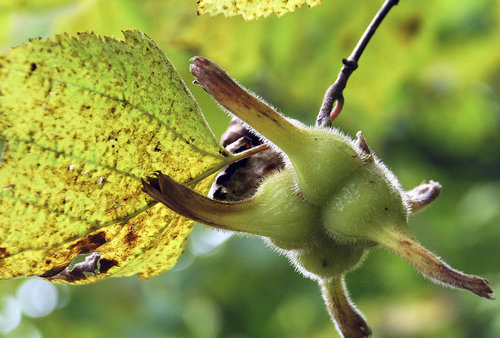 Corylus mandshurica
