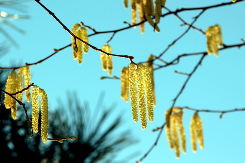 Corylus maxima (Filbert tree) — photo