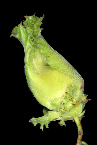 Corylus maxima (Filbert tree) — photo