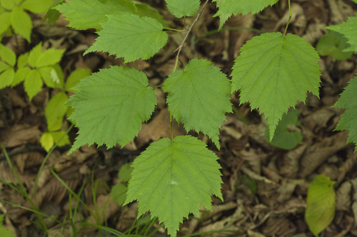 Corylus sieboldiana (Japanese hazel) — photo