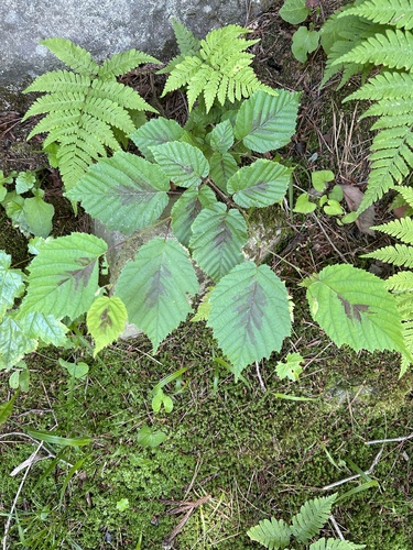 Corylus sieboldiana subsp. mandschurica (Hairy hazel) — photo