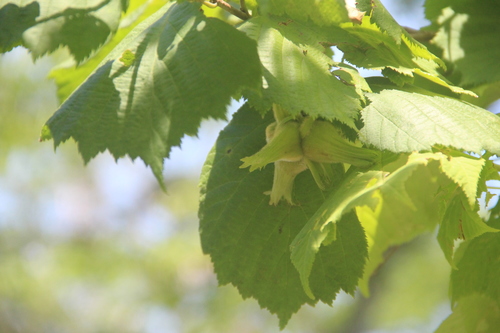 Corylus sieboldiana subsp. mandschurica