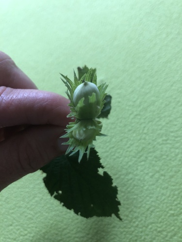 Corylus x colurnoides
