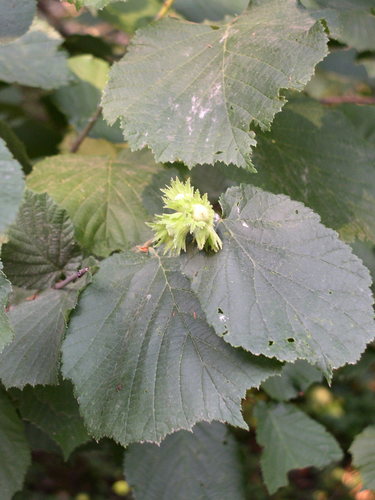 Corylus x colurnoides (Trazel) — photo