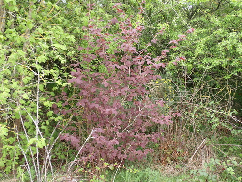 Corylus x sp 2