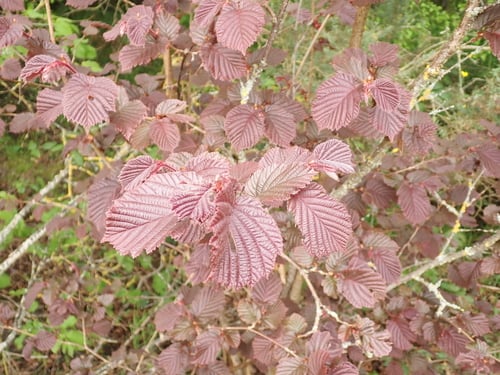 Corylus x vilmorinii (Chinese trazel) — photo
