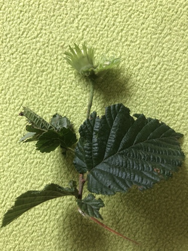 Corylus x vilmorinii (Chinese trazel) — photo