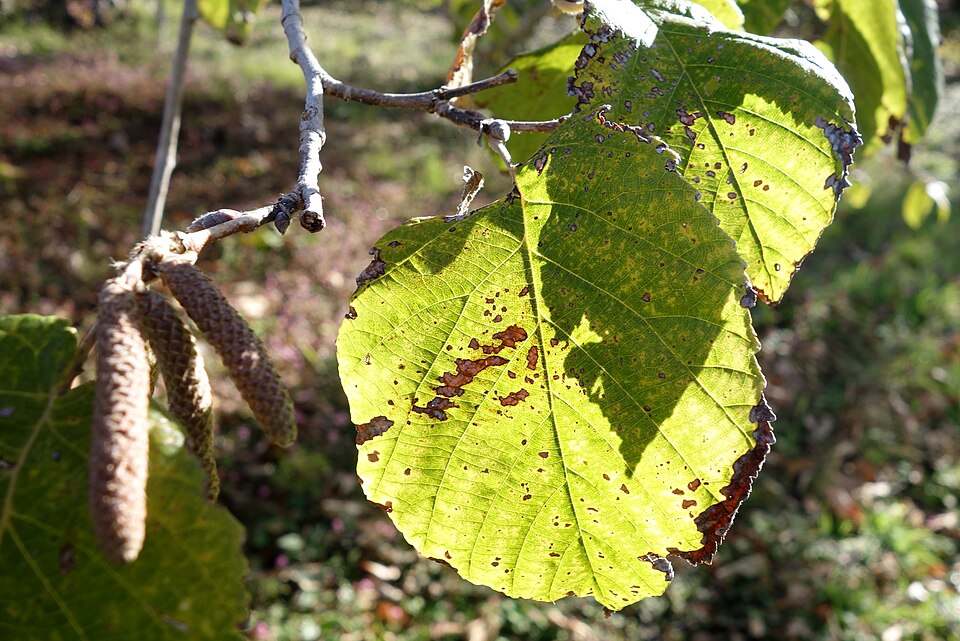 Corylus yunnanensis (Dian zhen) — photo