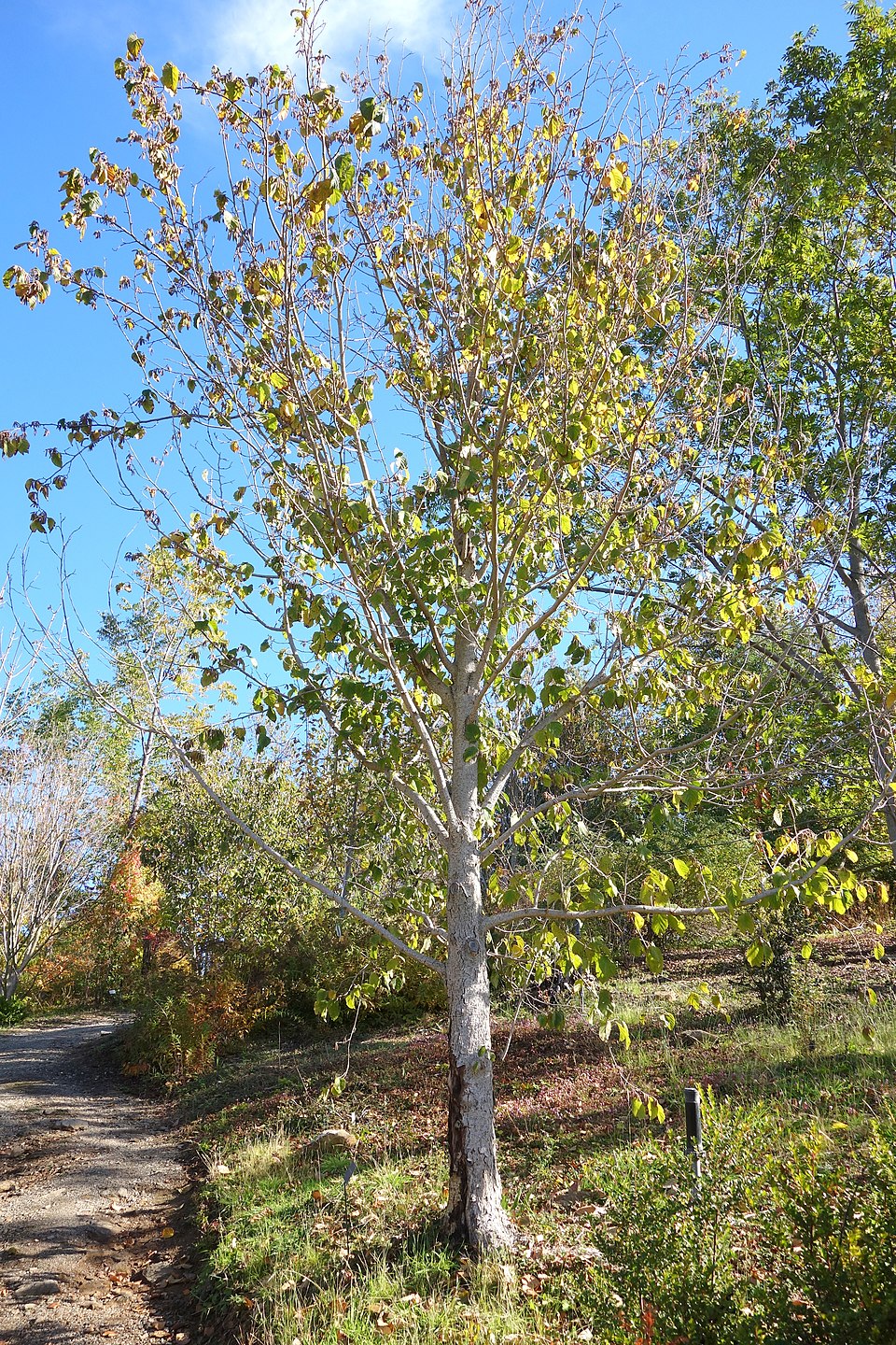 Corylus yunnanensis