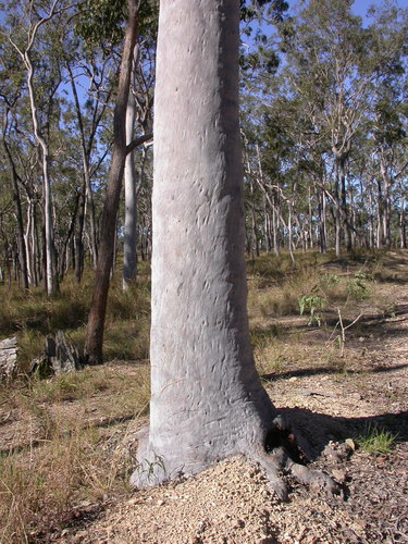 Corymbia citriodora (Lemon-scented gum) — photo