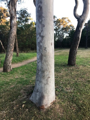Corymbia citriodora (Lemon-scented gum) — photo