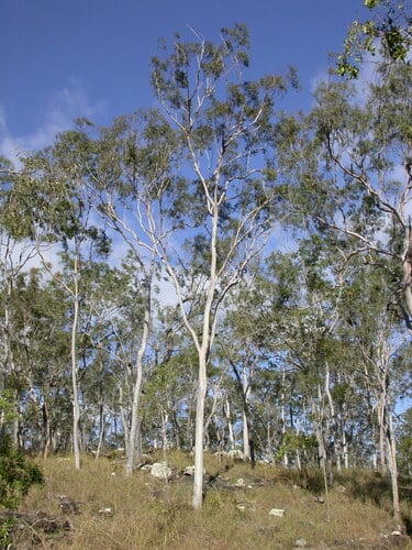 Corymbia citriodora