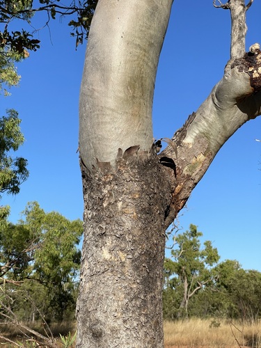 Corymbia confertiflora (Broad-leaved Carbeen) — photo