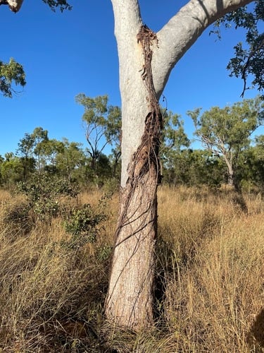 Corymbia confertiflora (Broad-leaved Carbeen) — photo