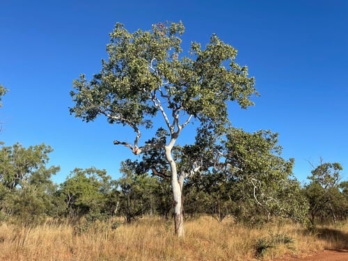 Corymbia confertiflora