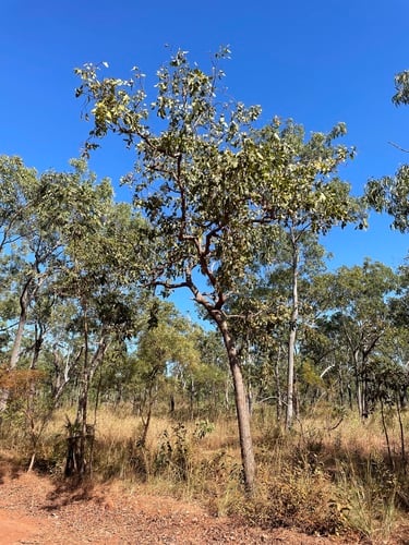 Corymbia ferruginea (Rusty Bloodwood) — photo