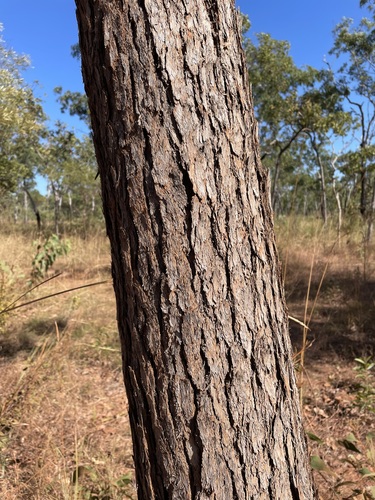 Corymbia ferruginea (Rusty Bloodwood) — photo