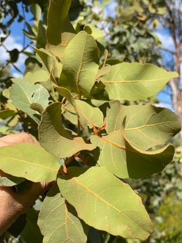 Corymbia ferruginea