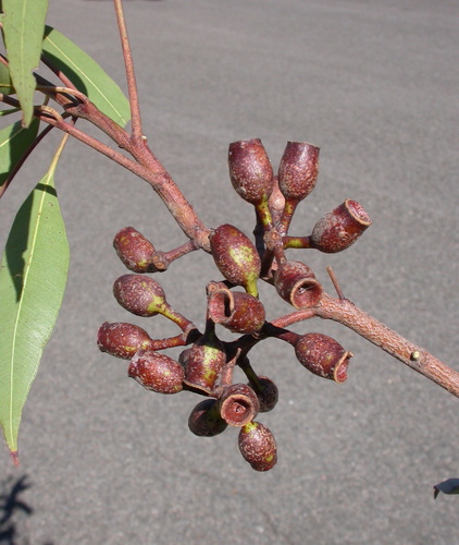 Corymbia gummifera (Red Bloodwood) — photo