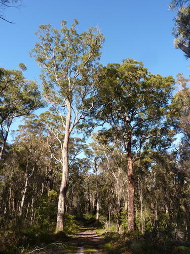 Corymbia gummifera (Red Bloodwood) — photo