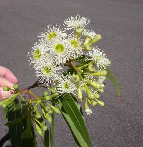 Corymbia gummifera