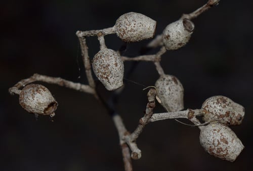Corymbia intermedia (Pink Bloodwood) — photo