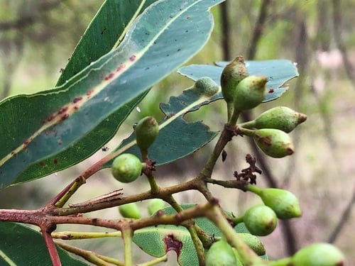Corymbia intermedia (Pink Bloodwood) — photo