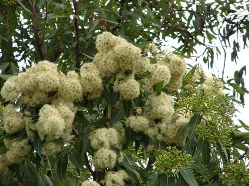 Corymbia intermedia