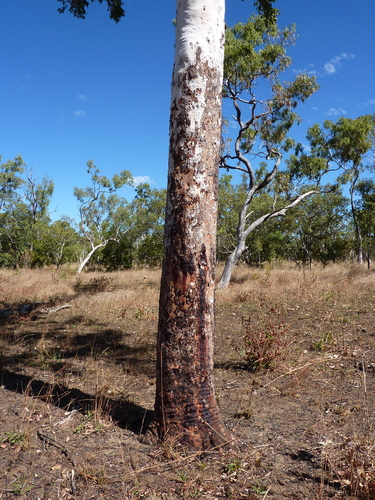 Corymbia latifolia (Round-leaved Bloodwood) — photo
