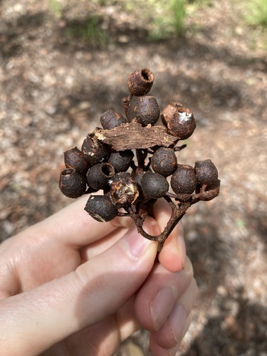 Corymbia latifolia (Round-leaved Bloodwood) — photo