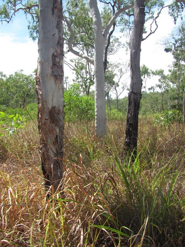 Corymbia papuana (Ghost Gum) — photo