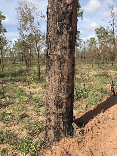 Corymbia polycarpa (Long fruited Bloodwood) — photo