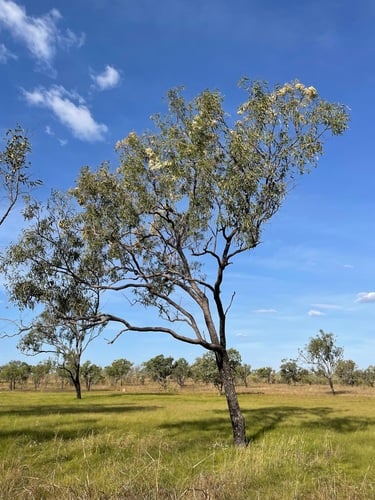 Corymbia polycarpa