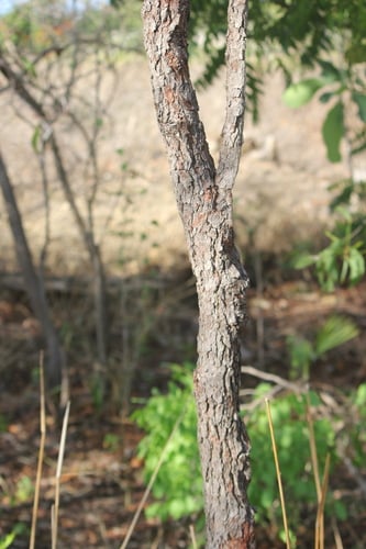 Corymbia porrecta (Grey Bloodwood) — photo