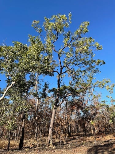 Corymbia porrecta